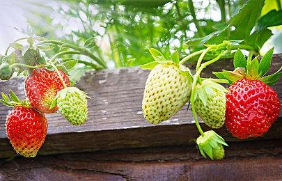 R星支援网站泄露《荒野大镖客2》和《GTA4》本世代版新消息